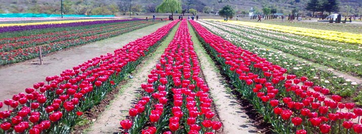 865/Royal Pearl Hotel - Srinagar 07.jpg